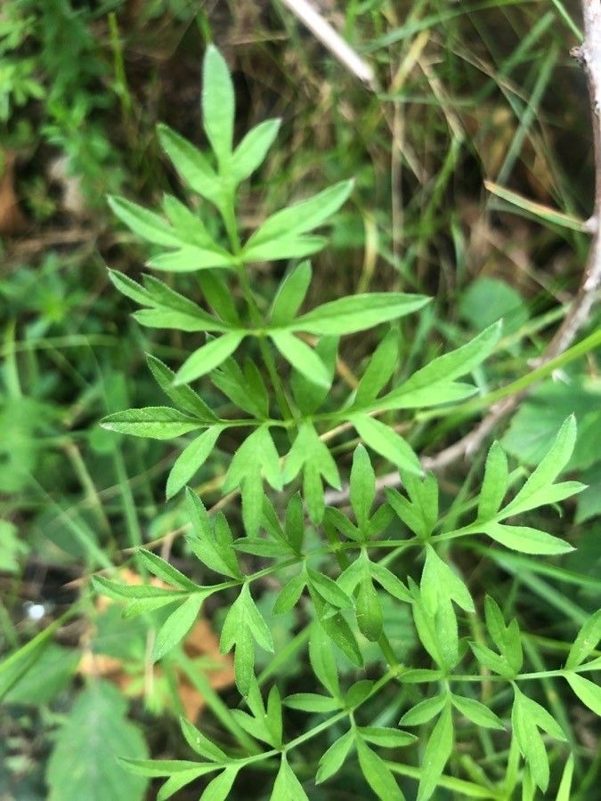 Conopodium majus — search result for 'Apiaceae'