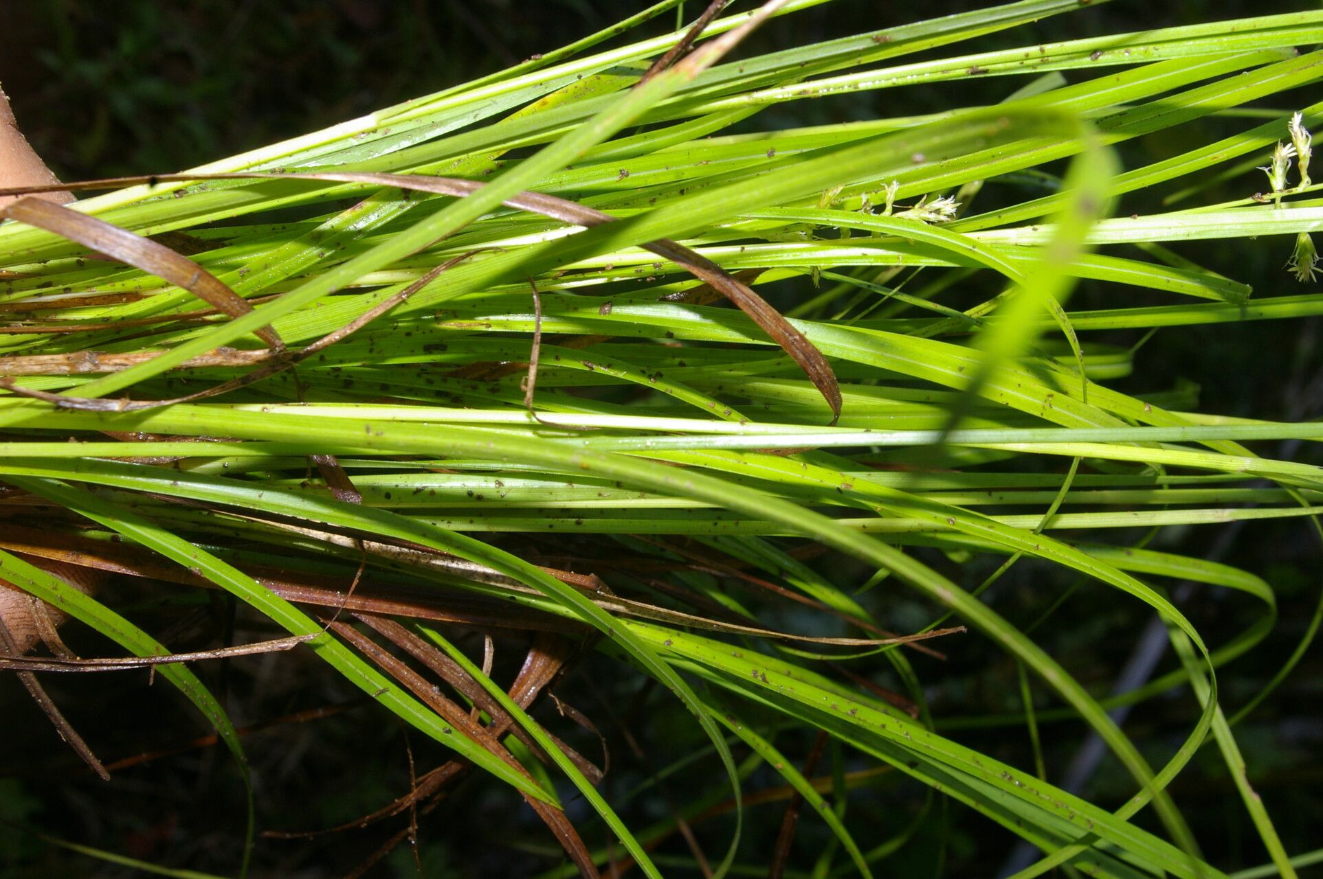 Carex polystachya leaf