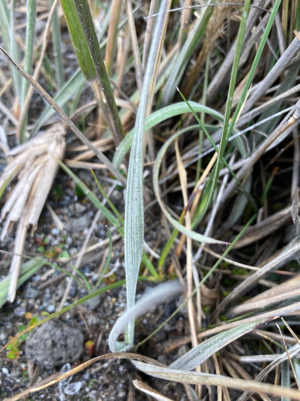Polypogon magellanicus leaf