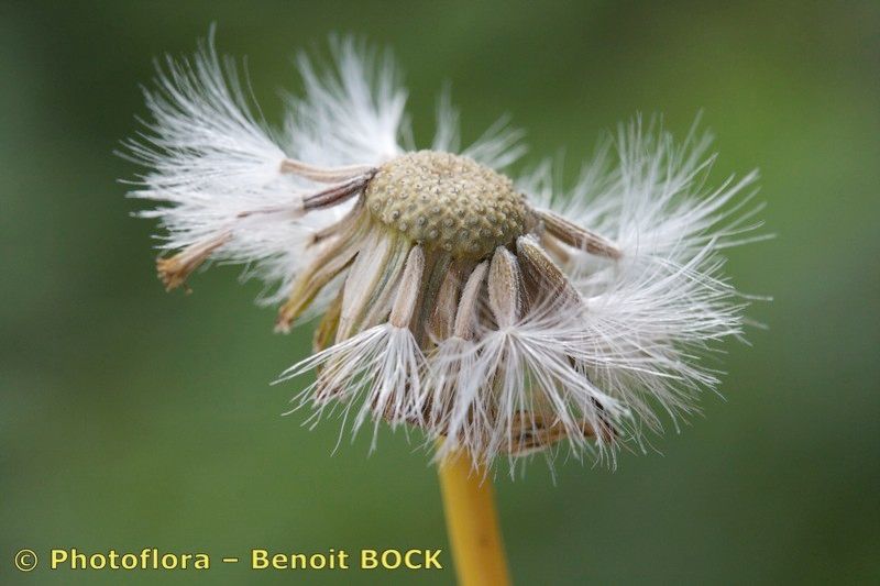 Senecio lopezii fruit