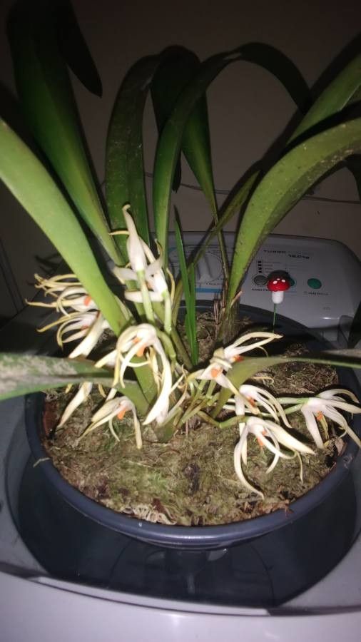 Maxillaria ochroleuca — search result for 'Maxillaria'