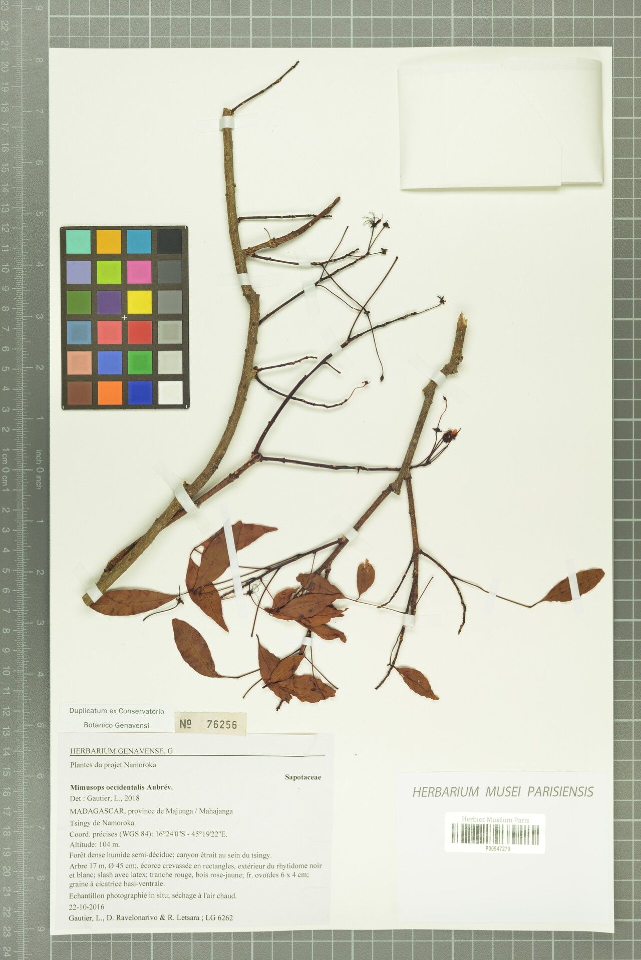 Mimusops occidentalis — houseplant care guide