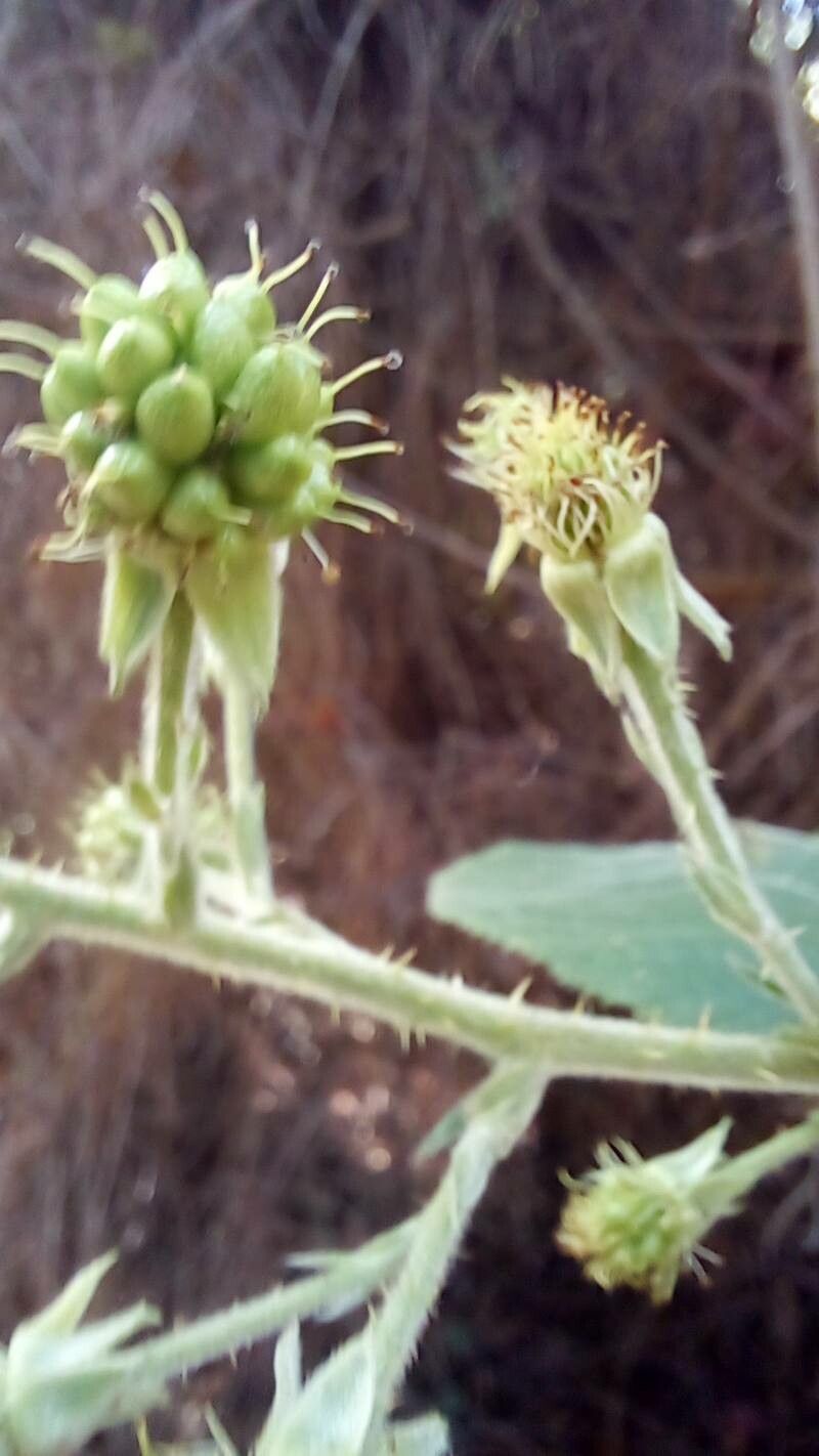 Rubus brasiliensis flower