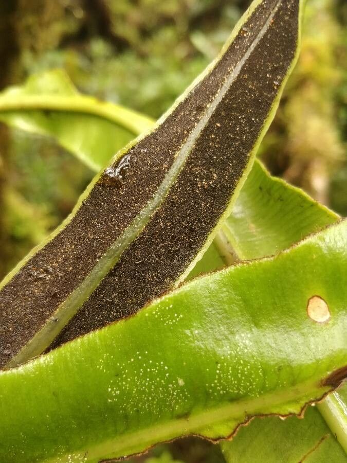 Elaphoglossum macropodium fruit