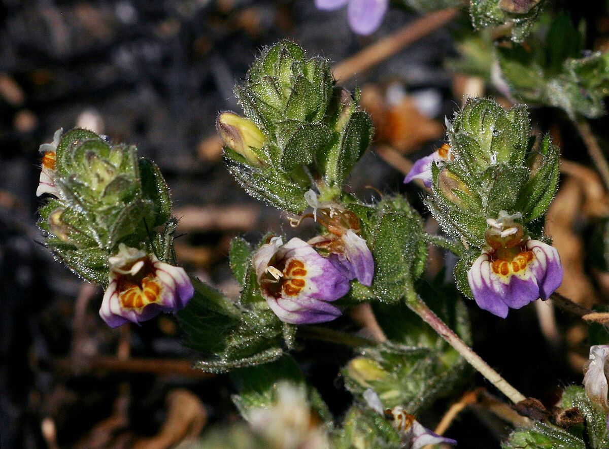 Hygrophila acinos — related species from the same genus