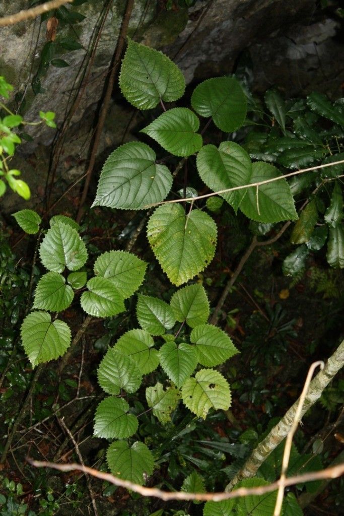 Dendrocnide peltata habit