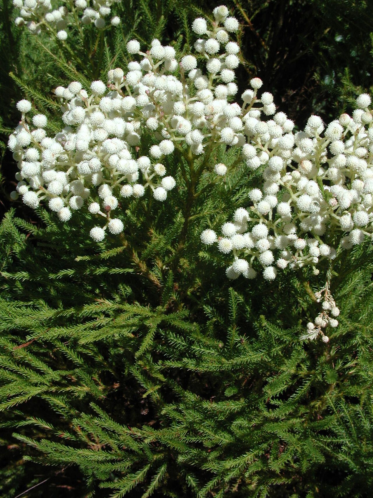 Berzelia lanuginosa other