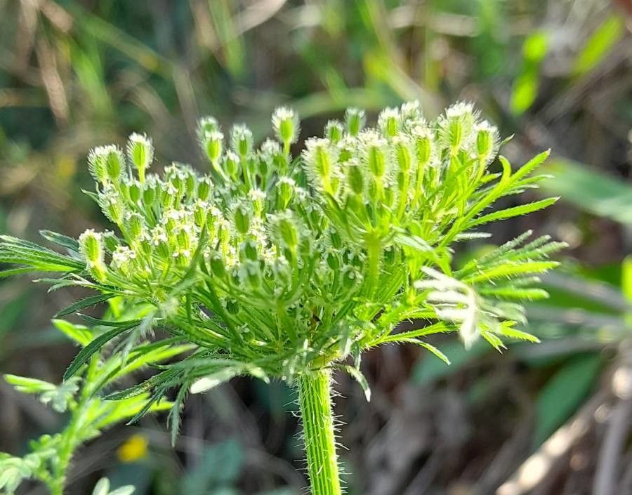 Daucus pusillus flower
