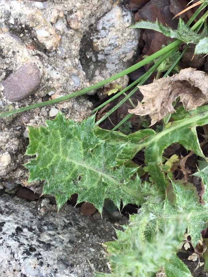 Carduus pycnocephalus leaf