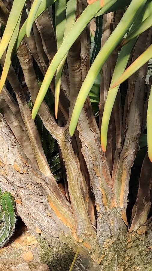 Aloe ramosissima bark
