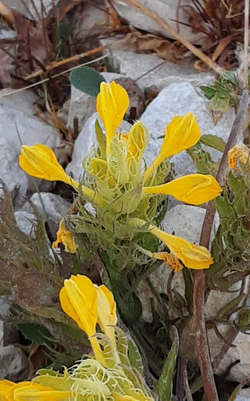 Melampyrum barbatum flower