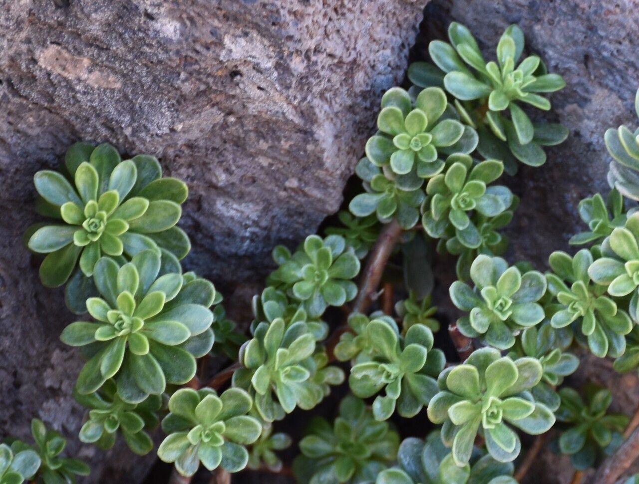 Aeonium spathulatum leaf
