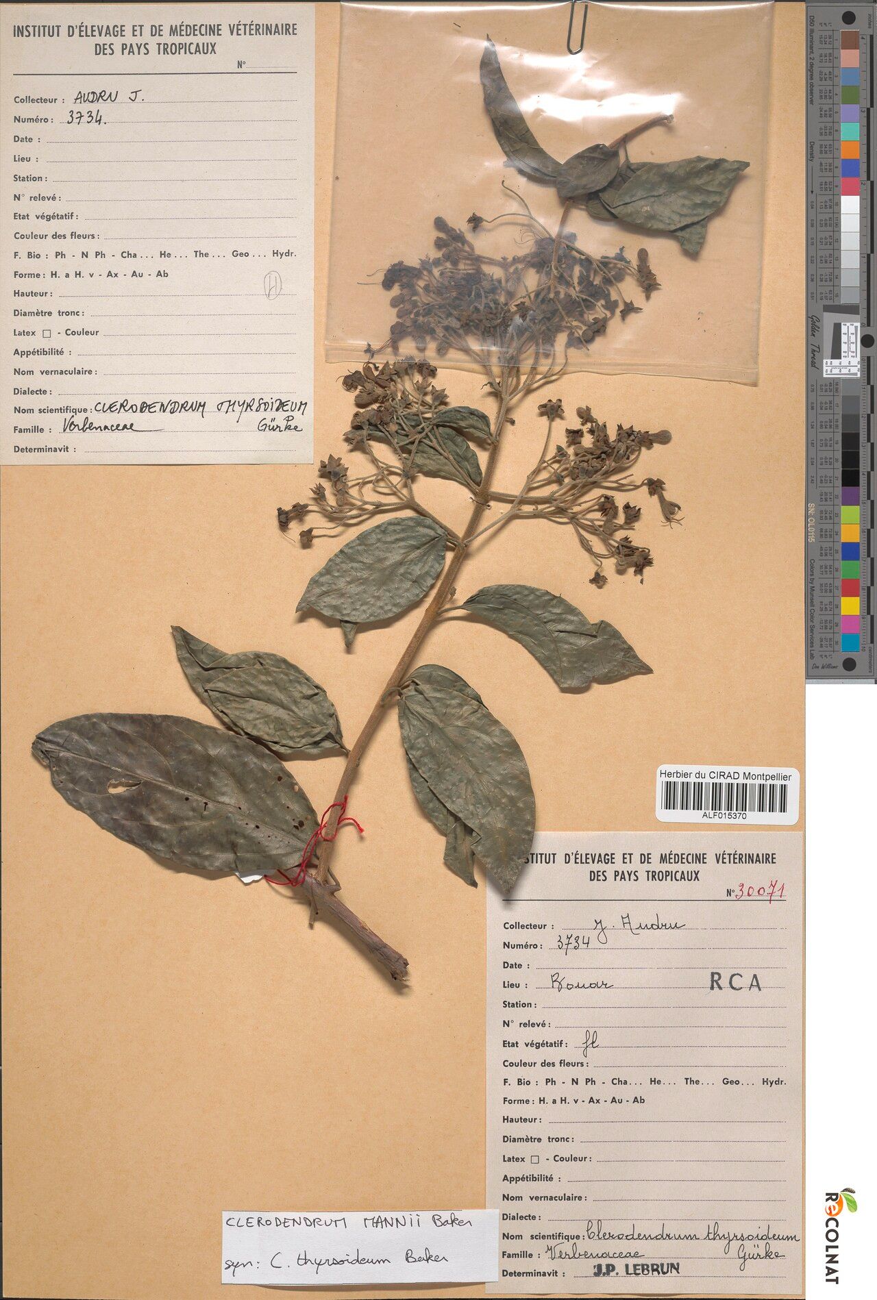 Clerodendrum mannii — houseplant care guide