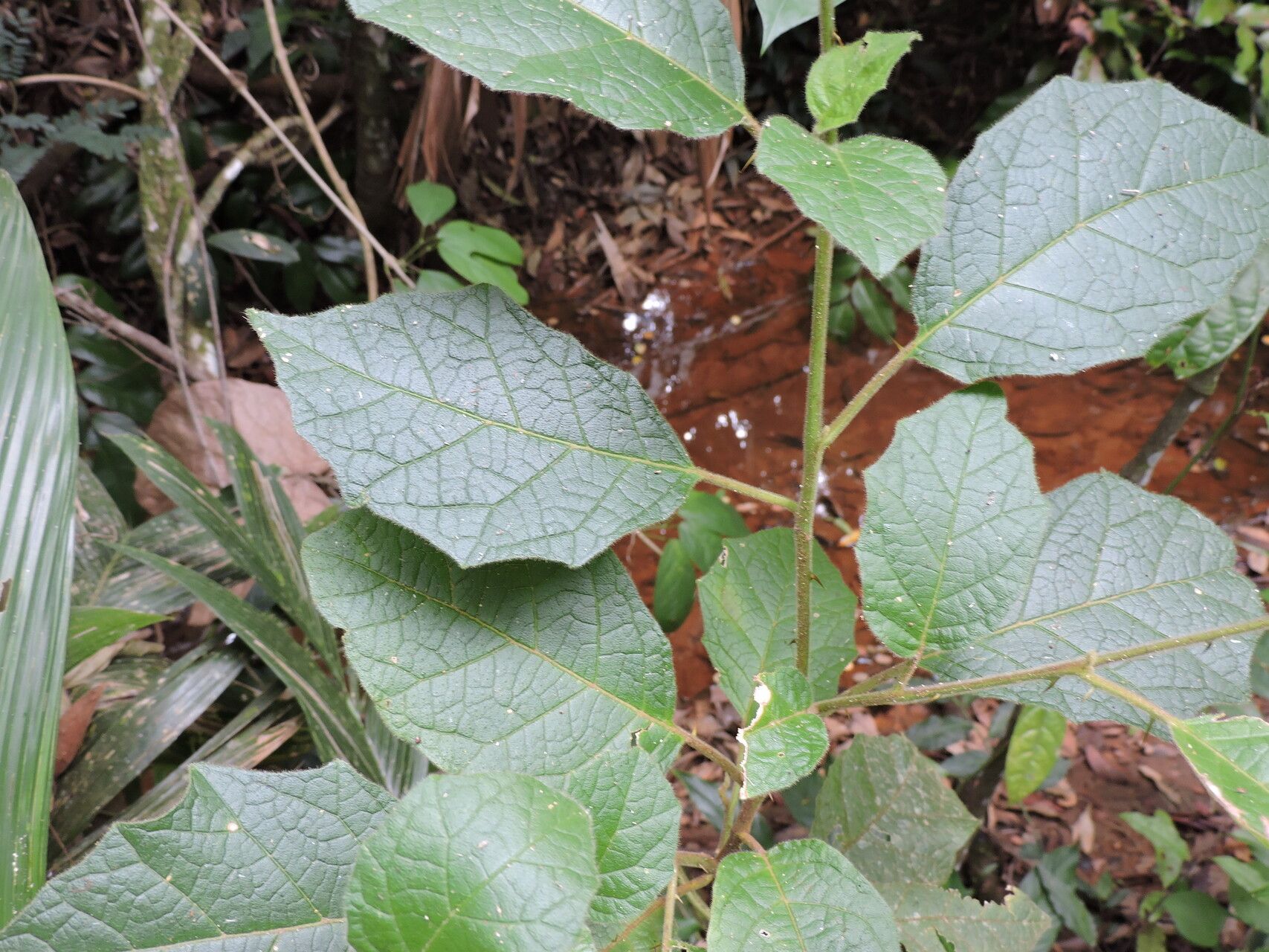 Solanum reflexiflorum — houseplant care guide