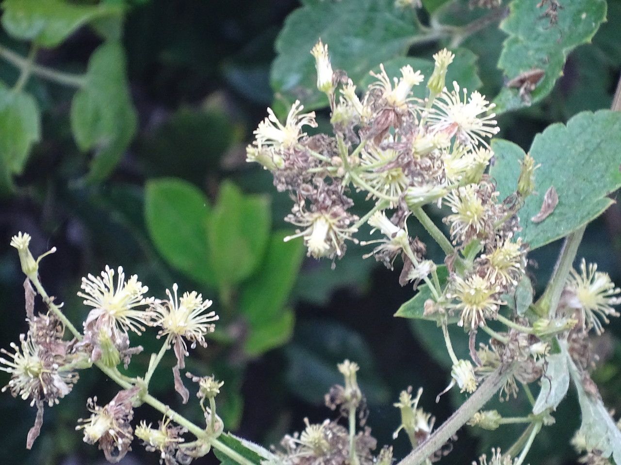Clematis simensis flower