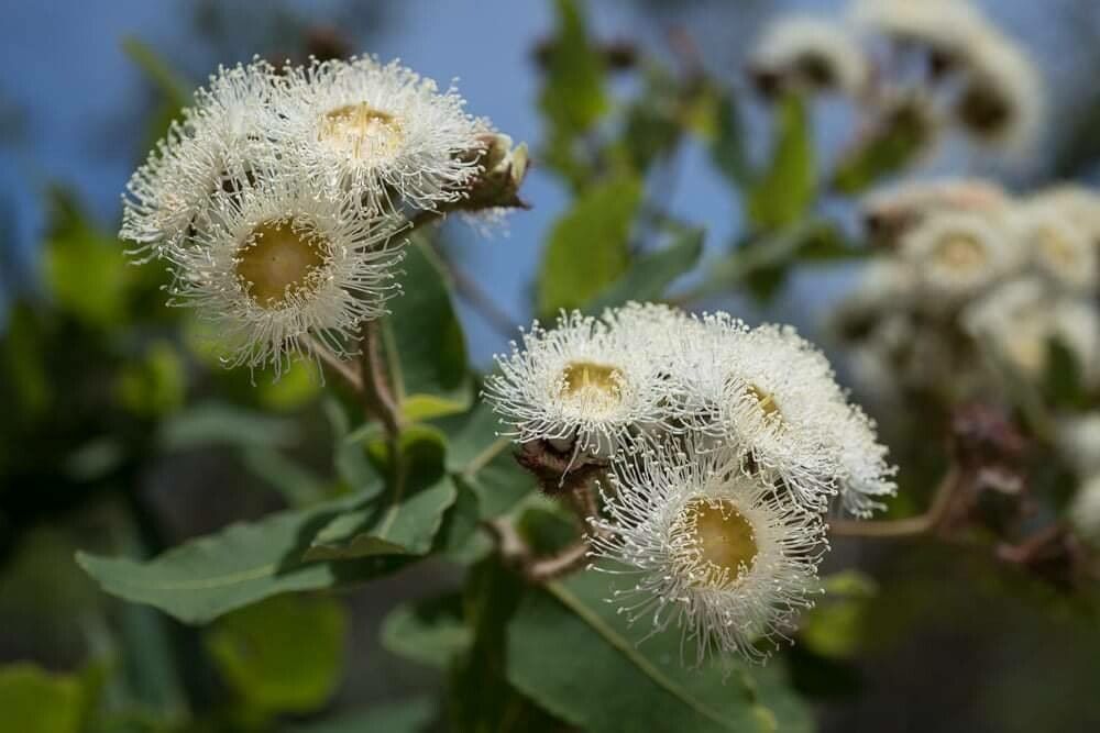 Angophora hispida flower