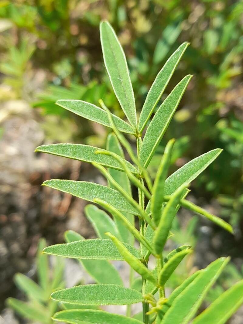 Glycyrrhiza astragalina — related species from the same genus