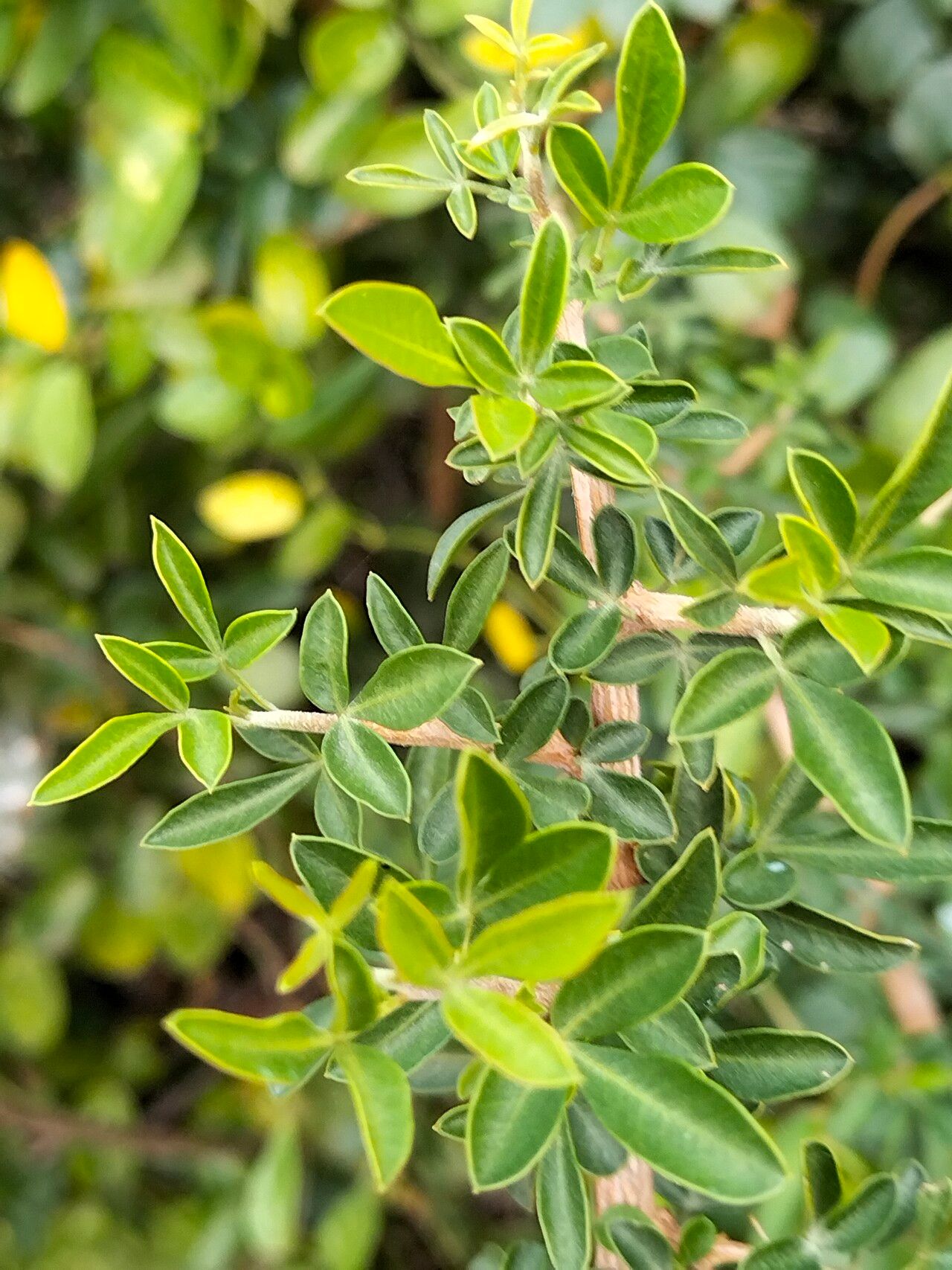 Searsia pallens — houseplant care guide