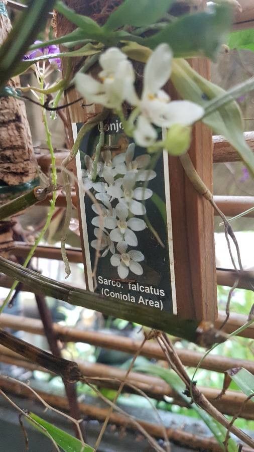 Sarcochilus falcatus — houseplant care guide