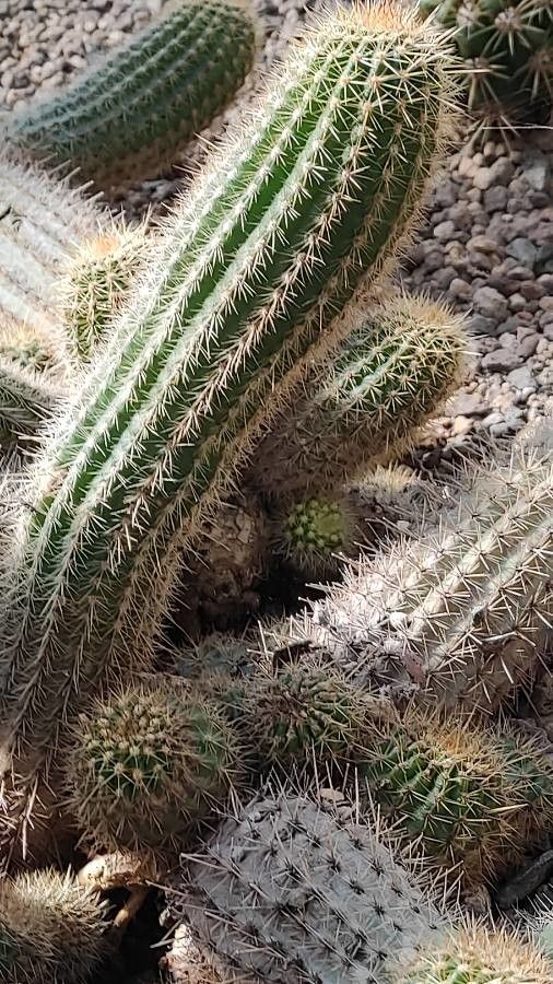 Echinopsis huascha — search result for 'Echinopsis'