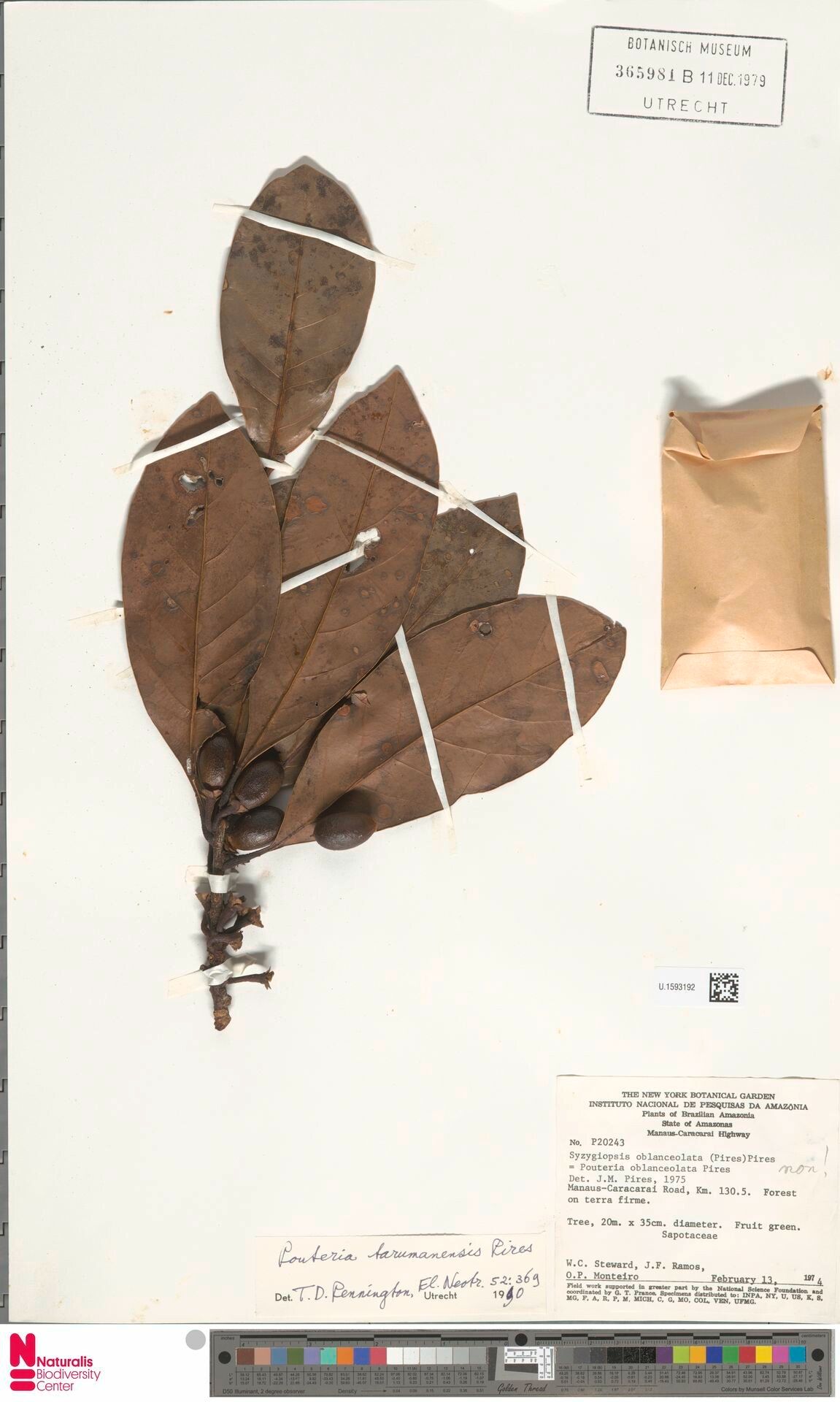 Pouteria tarumanensis fruit