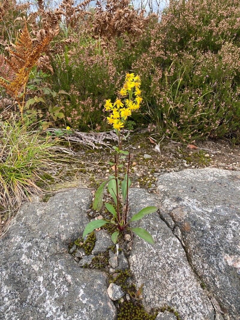 Senecio lugens — search result for 'Senecio'