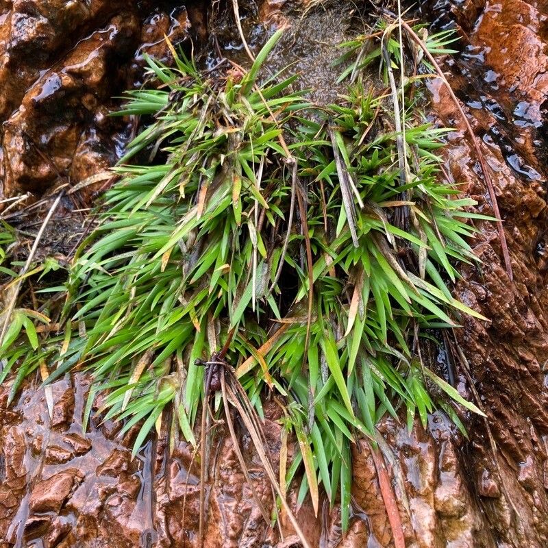Narthecium reverchonii habit