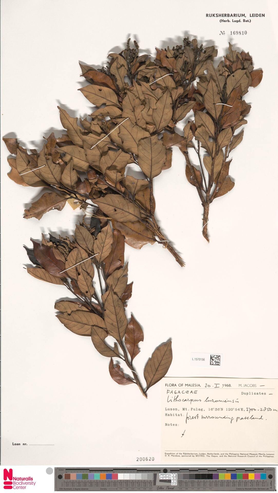 Lithocarpus luzoniensis — search result for 'Lithocarpus'