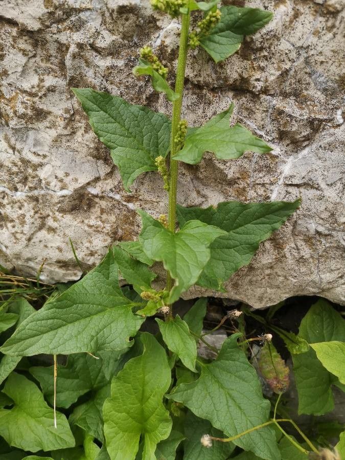Blitum bonus-henricus — search result for 'Chenopodium'