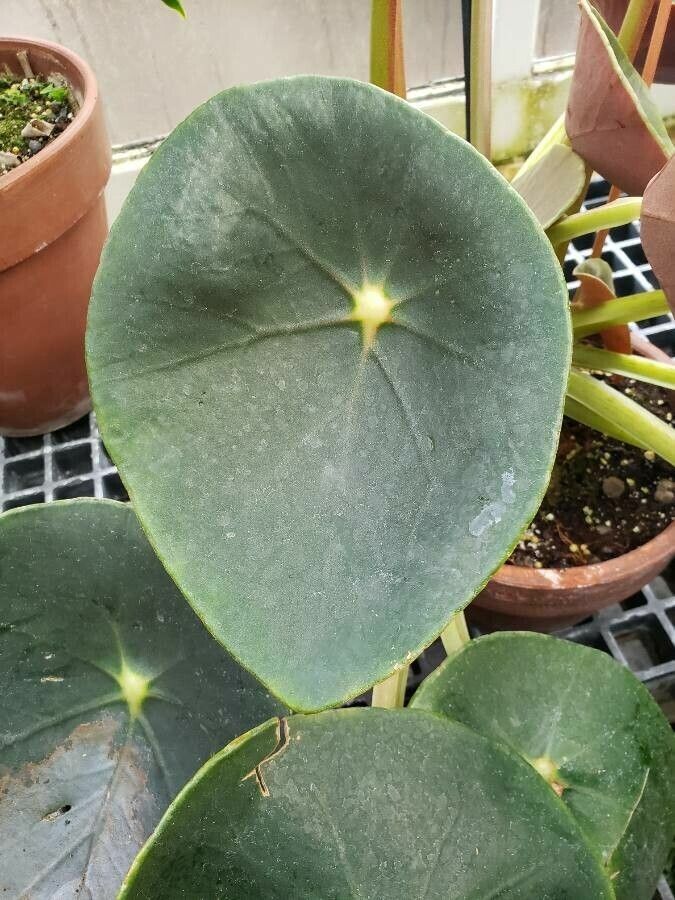 Begonia santos-limae — houseplant care guide