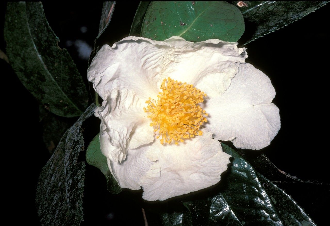 Camellia gigantocarpa flower