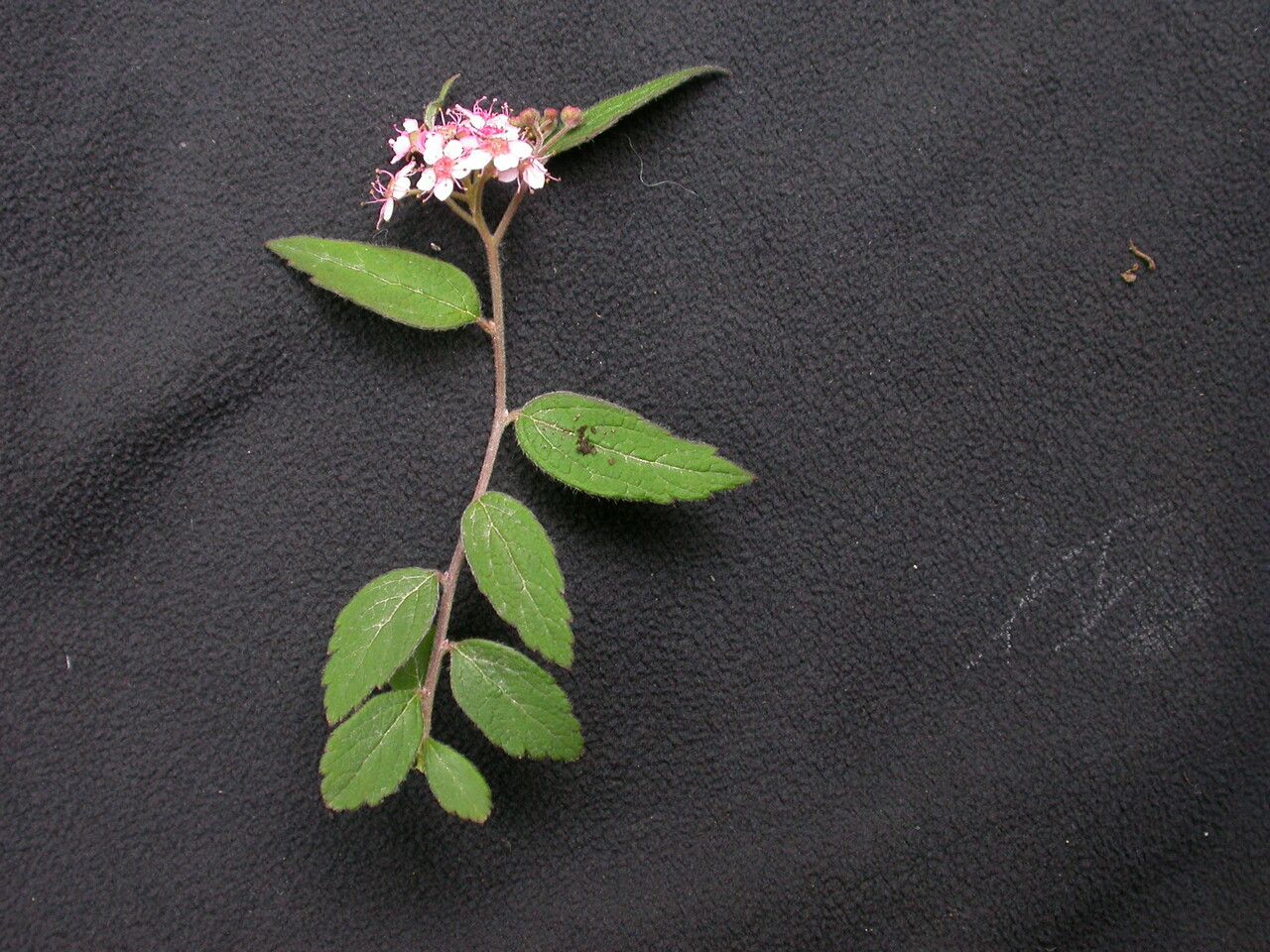 Spiraea bella habit