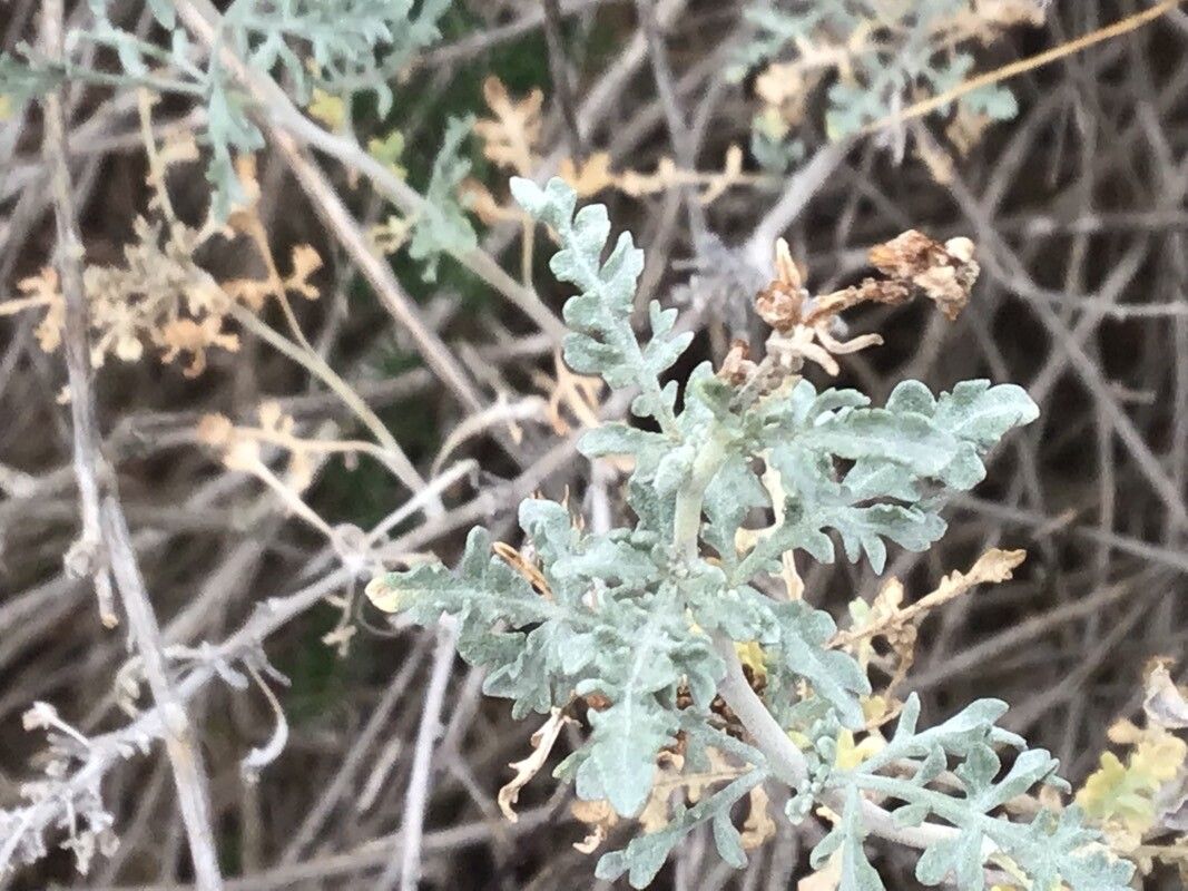 Ambrosia dumosa — houseplant care guide