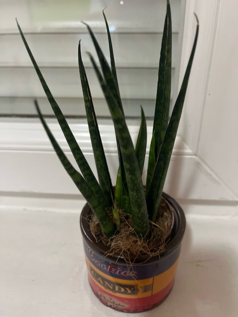 Dracaena bacularis flower