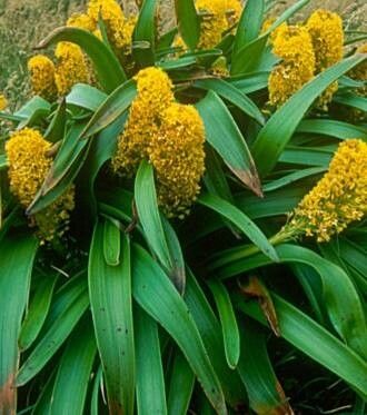 Bulbinella rossii — related species from the same genus