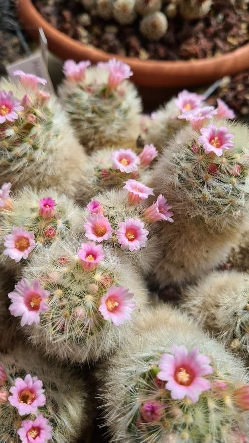 Mammillaria glassii flower