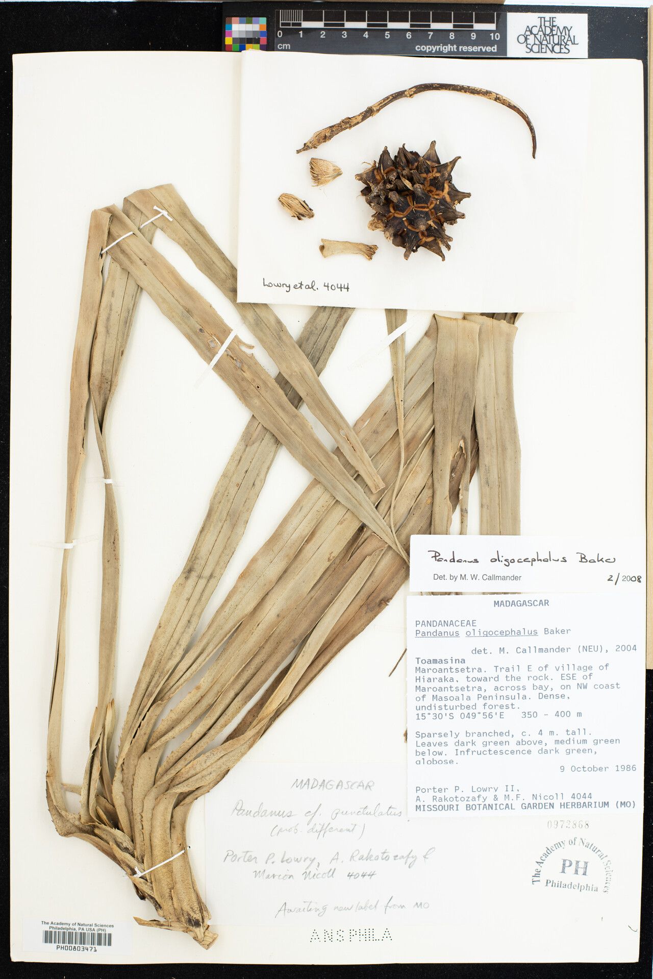 Pandanus punctulatus — houseplant care guide