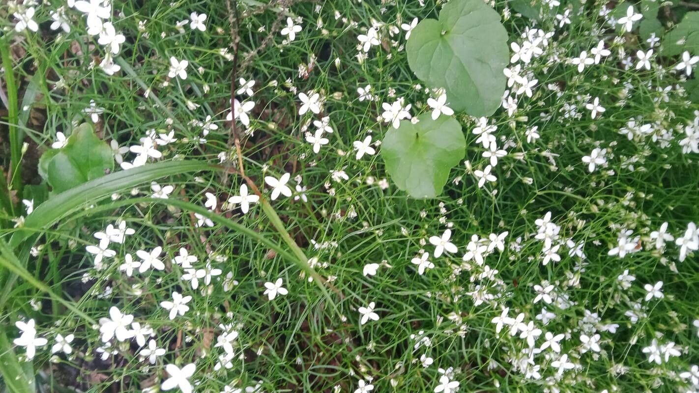 Cerastium utriense flower
