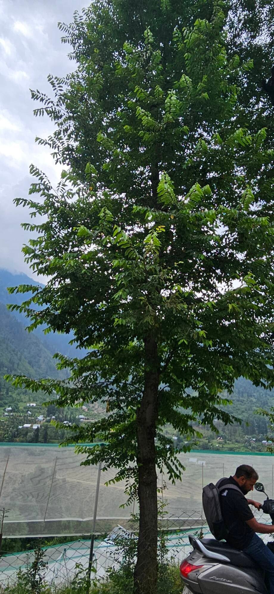 Ulmus wallichiana habit