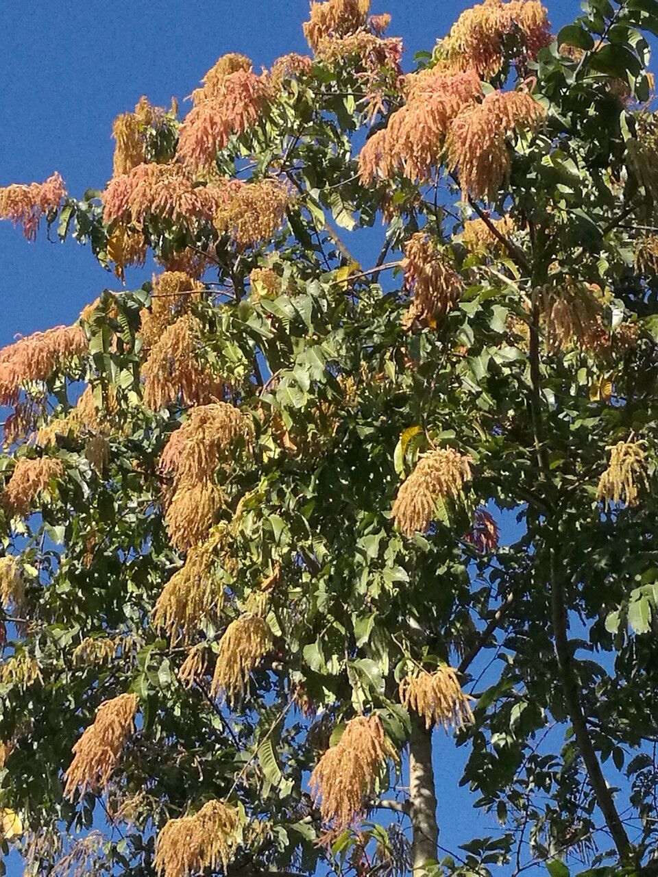 Terminalia myriocarpa flower