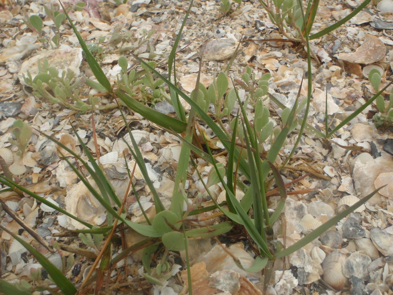 Spartina x townsendii habit