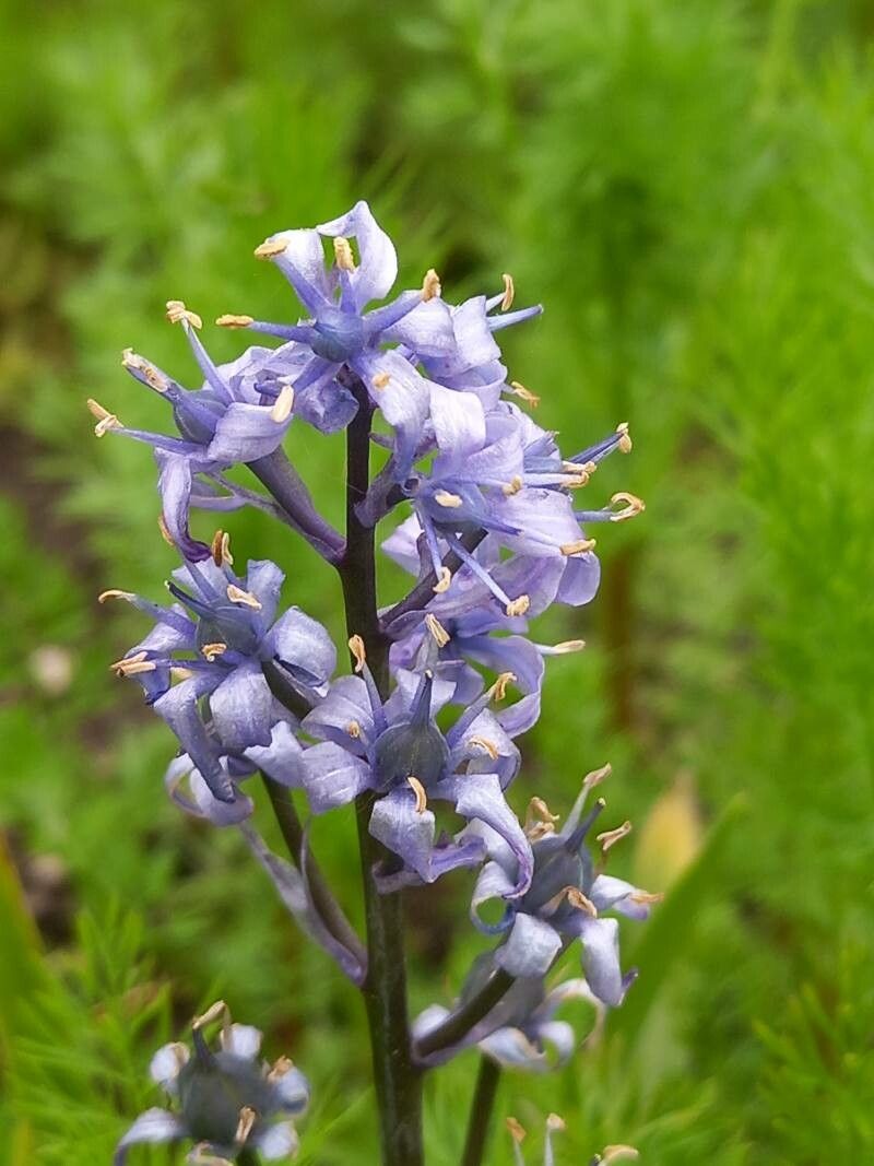 Hyacinthoides cedretorum flower