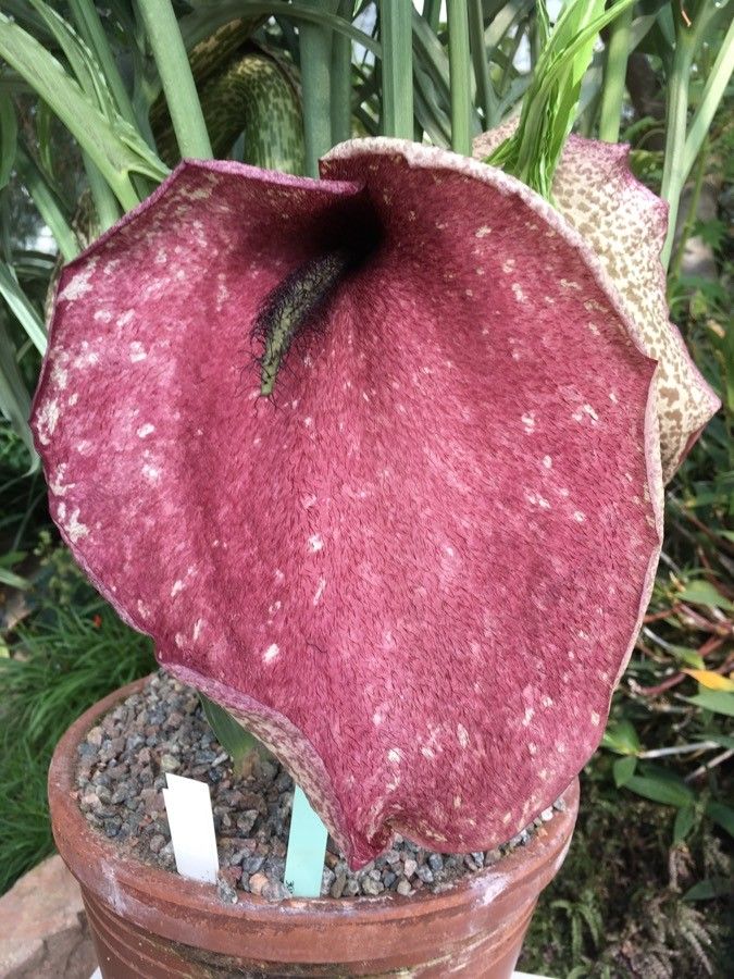 Helicodiceros muscivorus flower