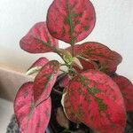 Hypoestes sanguinolenta