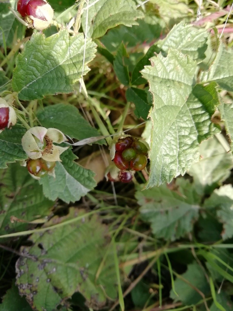 Rubus parvifolius fruit