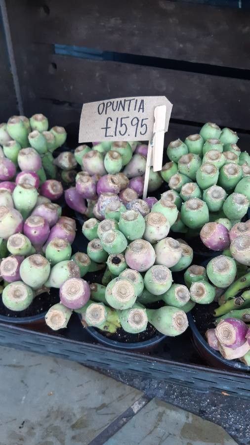 Opuntia megacantha fruit