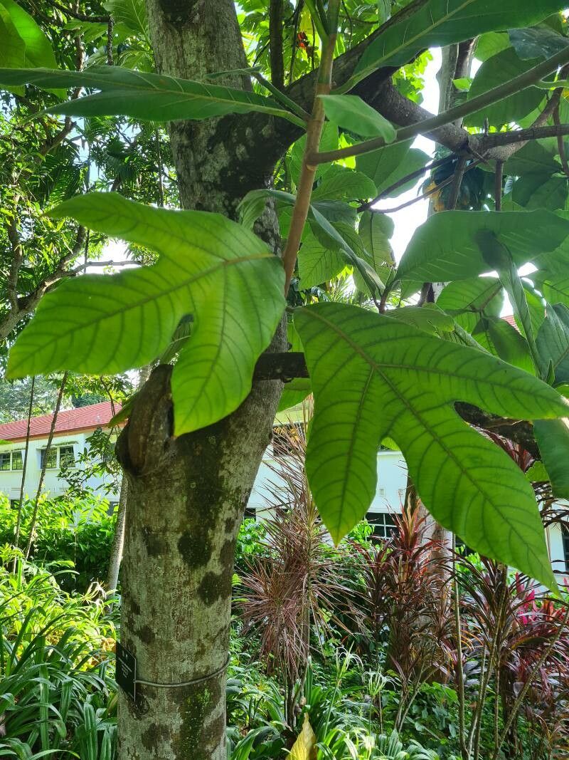 Artocarpus odoratissimus leaf