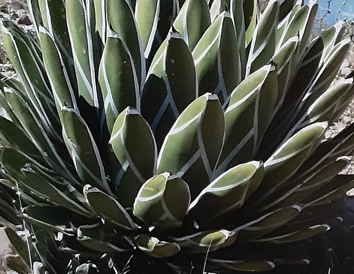 Agave pintilla — houseplant care guide