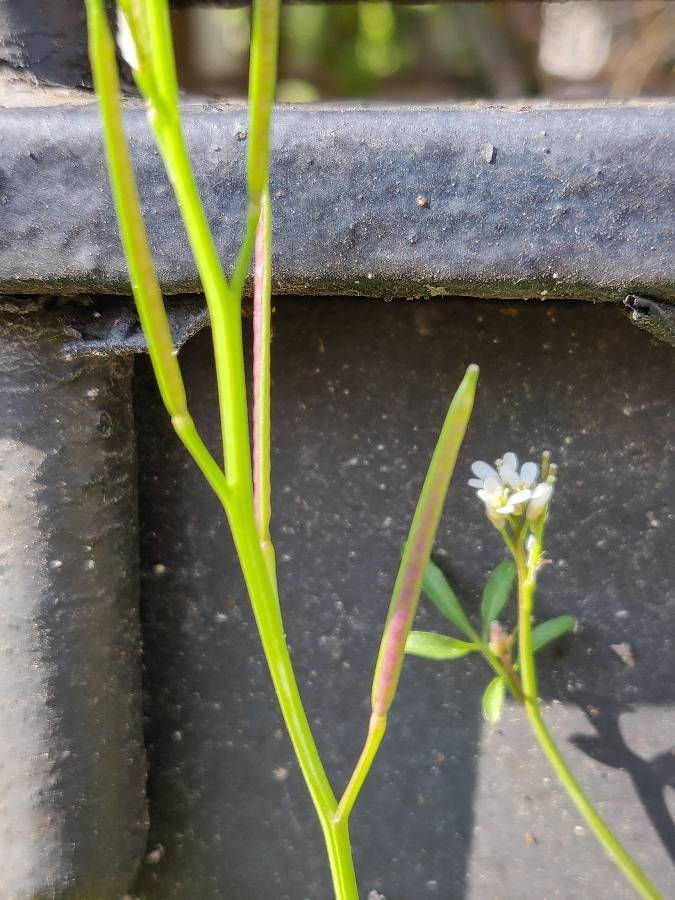 Cardamine amara fruit