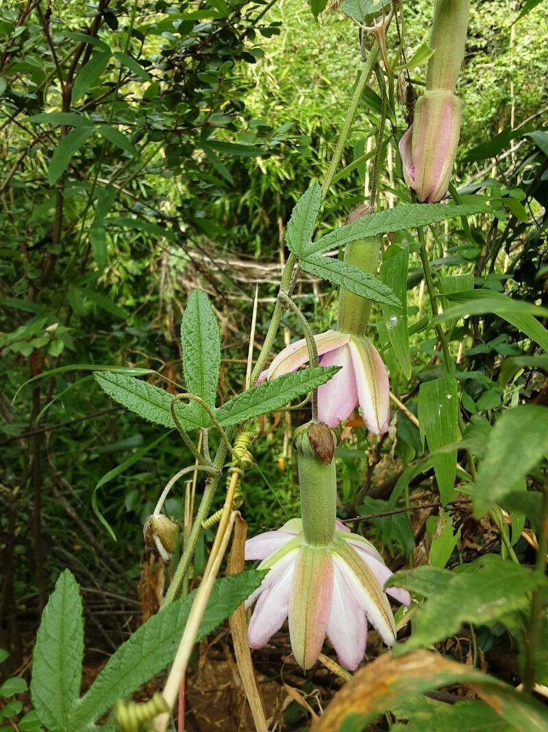 Passiflora pinnatistipula — houseplant care guide